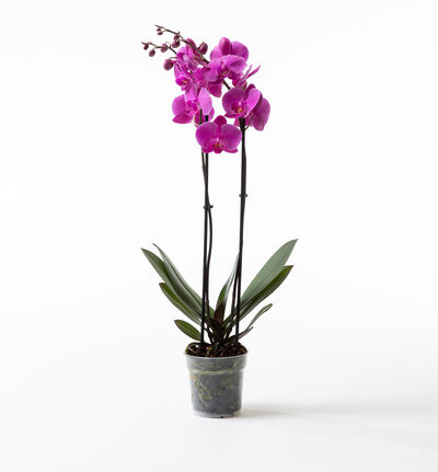 Lilla orkide Lilla orkide